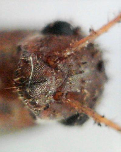 Réf. 223 149 : Lepisiota spinisquama